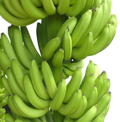 Cavendish Banana